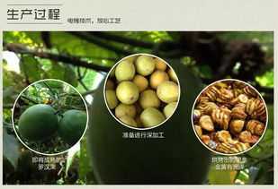 絕特永福羅漢果代用茶 品味自然甘甜的健康之選